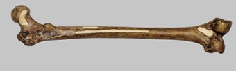 Femur of Homo erectus (Trinil 3)